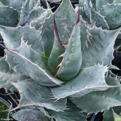 Agave Parrasana - Agave Chou