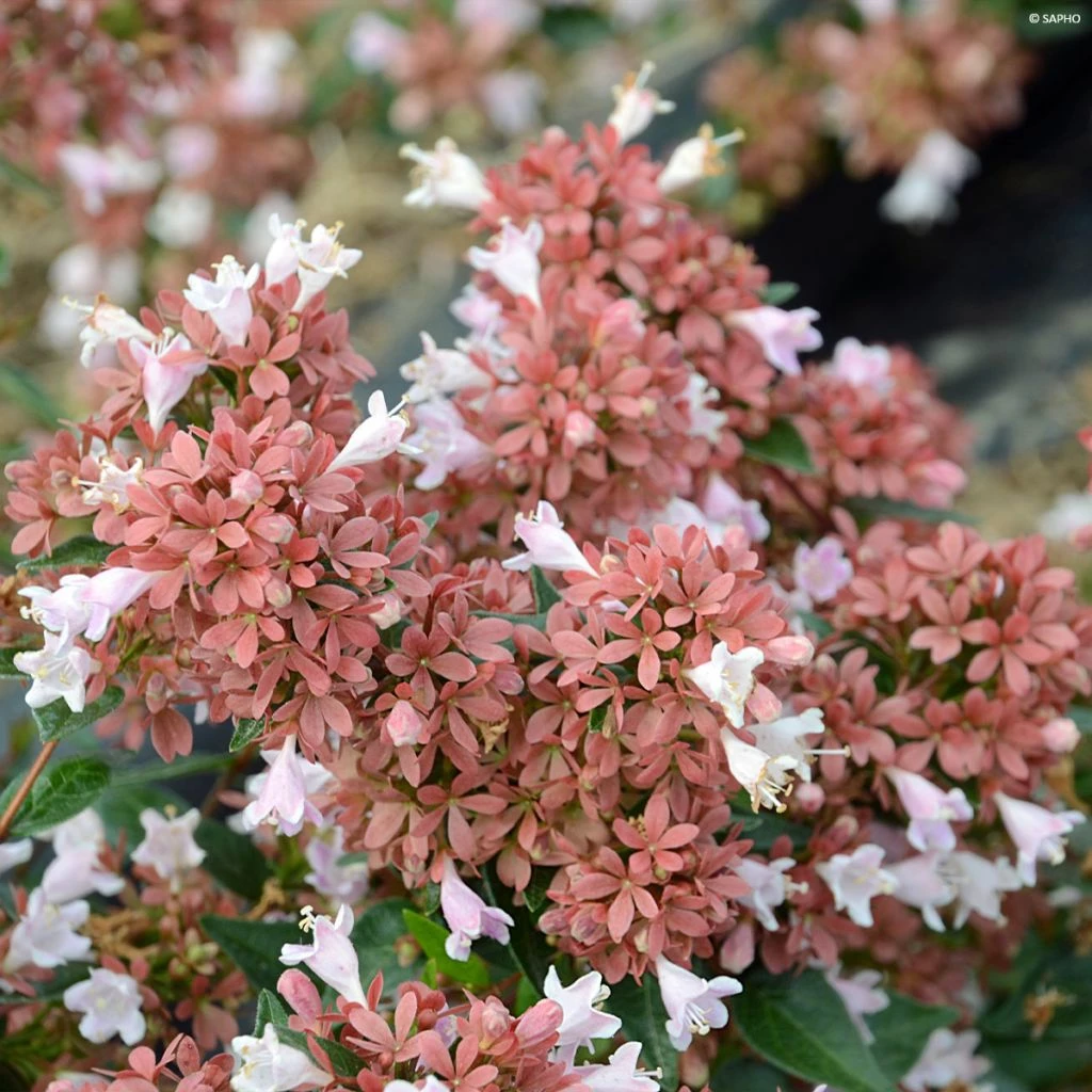 Abelia Raspberry Profusion