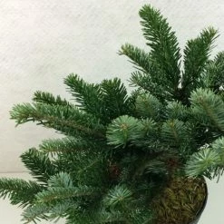 Abies Amabilis Spreading Star - Sapin Gracieux Nain