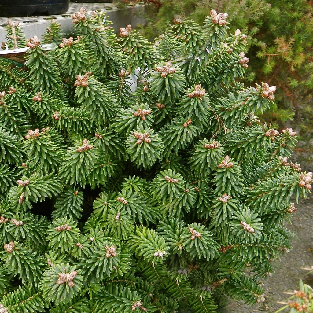 Sapin Nain - Abies Balsamea Piccolo