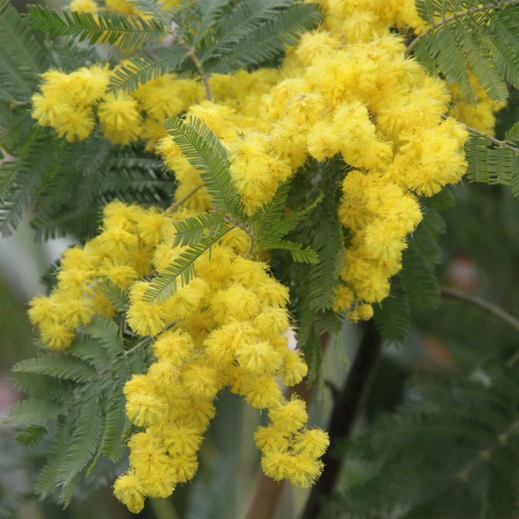 Acacia Dealbata Gaulois Astier GREFFE - Mimosa Des Fleuristes