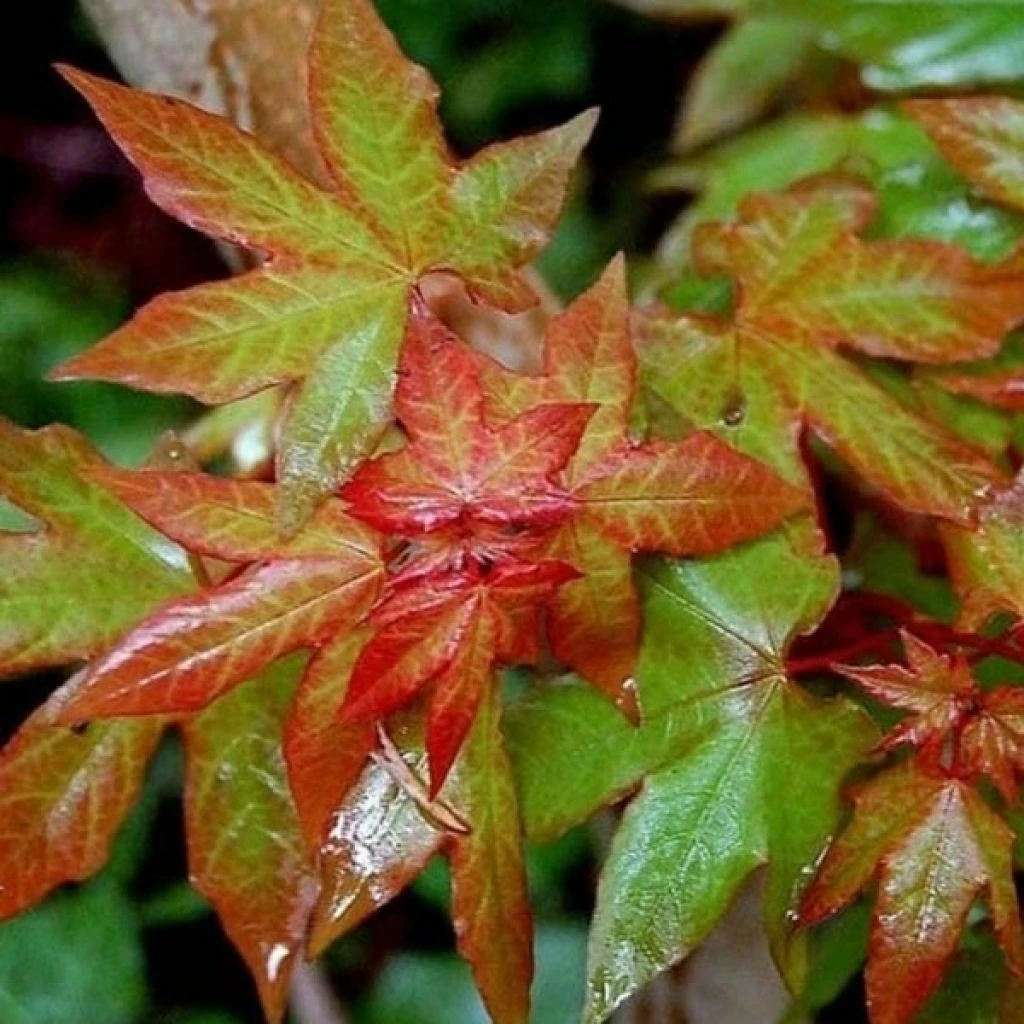 Acer Cappadocicum Rubrum - Érable De Colchide Rouge