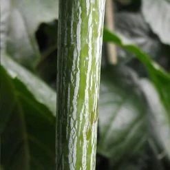 Acer Conspicuum Silver Vein - Erable à Peau De Serpent