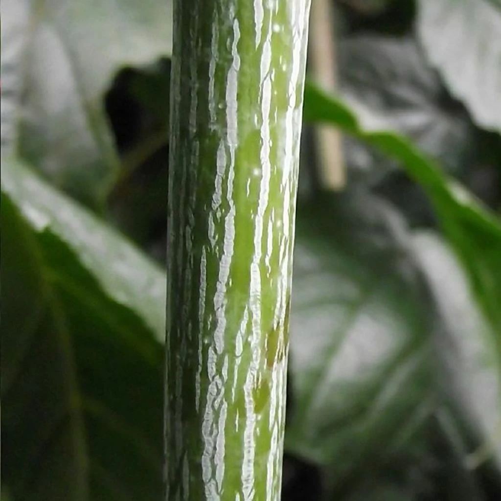 Acer Conspicuum Silver Vein - Erable à Peau De Serpent