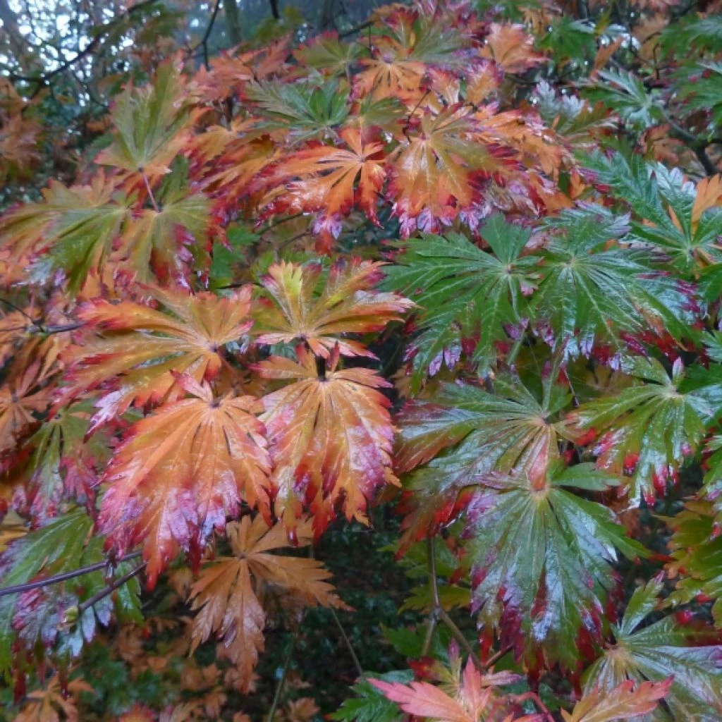 Érable Du Japon - Acer Japonicum Aconitifolium En Pot De 4/5L