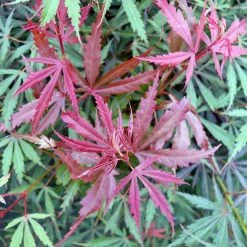 Érable Du Japon Jerre Schwartz - Acer Palmatum