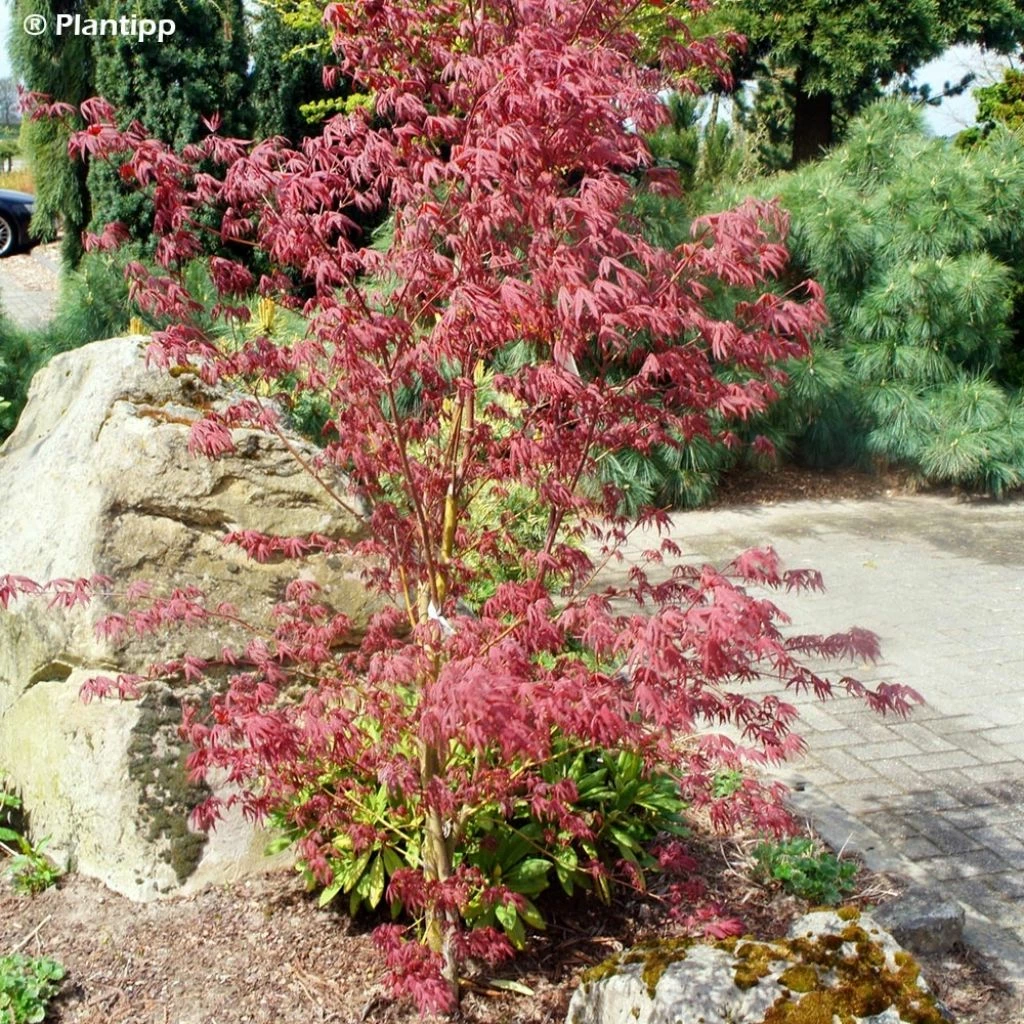 Érable Du Japon - Acer Palmatum Peve Starfish