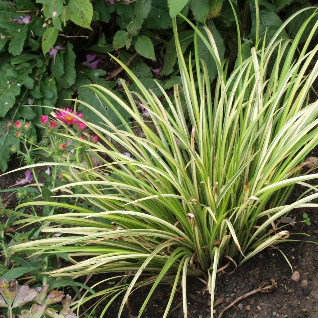 Acorus Gramineus Variegata - Jonc Japonais Panaché