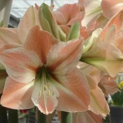 Amaryllis Apricot Parfait
