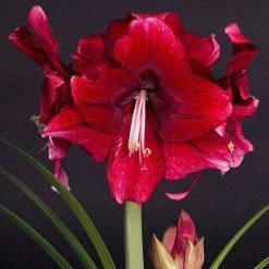 Amaryllis Daphne - Hippeastrum