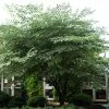 Aralia Elata Silver Umbrella (Variegata) - Angélique En Arbre