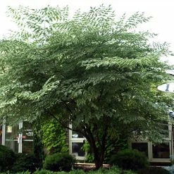 Aralia Elata Silver Umbrella (Variegata) - Angélique En Arbre