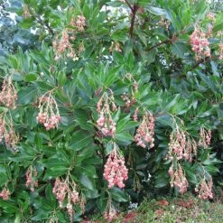 Arbutus Unedo Rubra - Arbousier