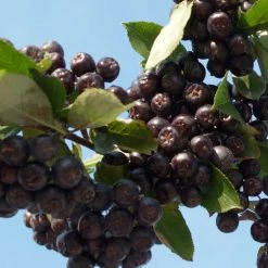 Aronia Prunifolia Nero - Aronie à Gros Fruits.