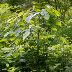 Asimina Triloba - Pawpaw