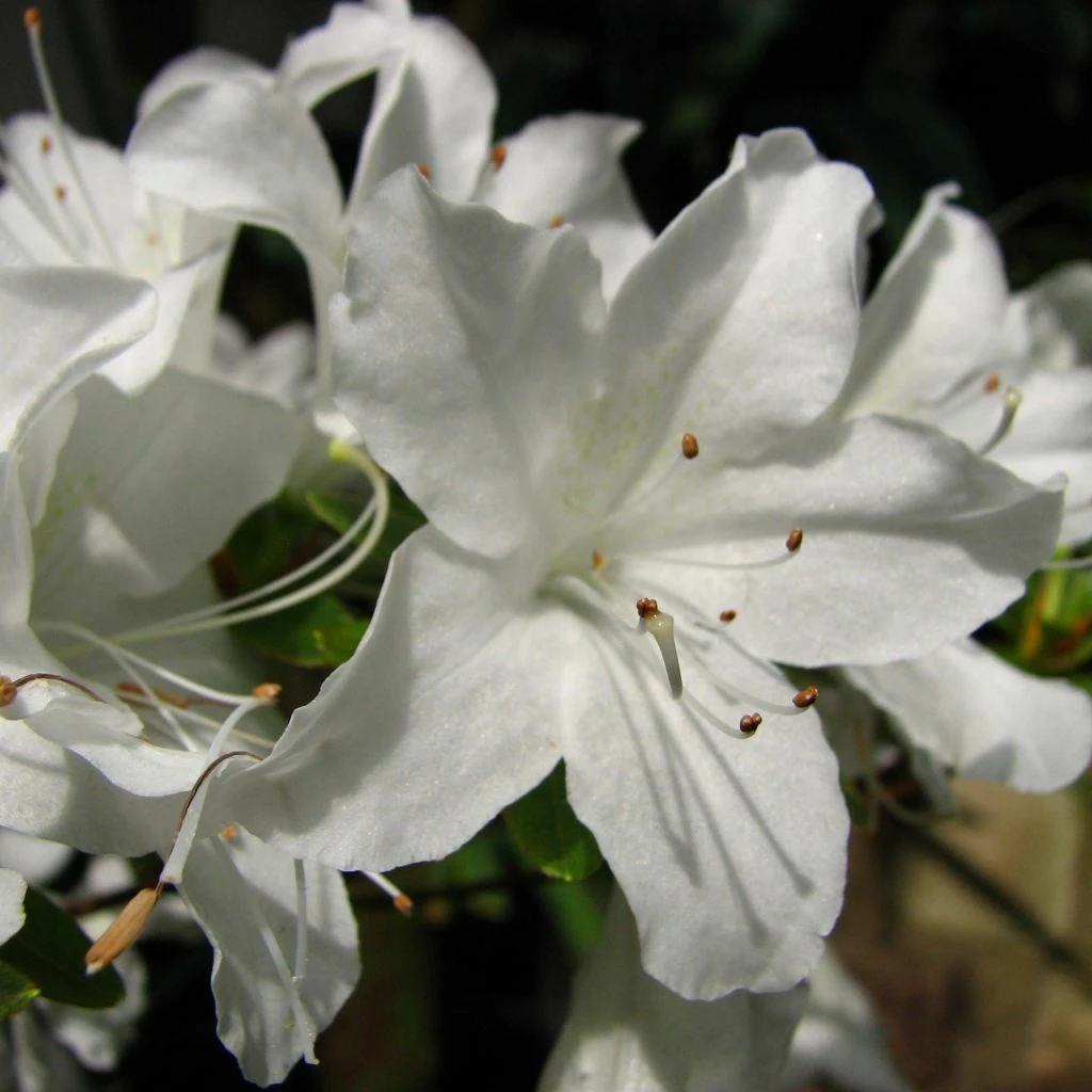 Azalée Du Japon Palestrina - Rhododendron Hybride