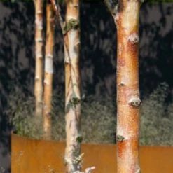 Bouleau De Chine - Betula Albosinensis Fascination