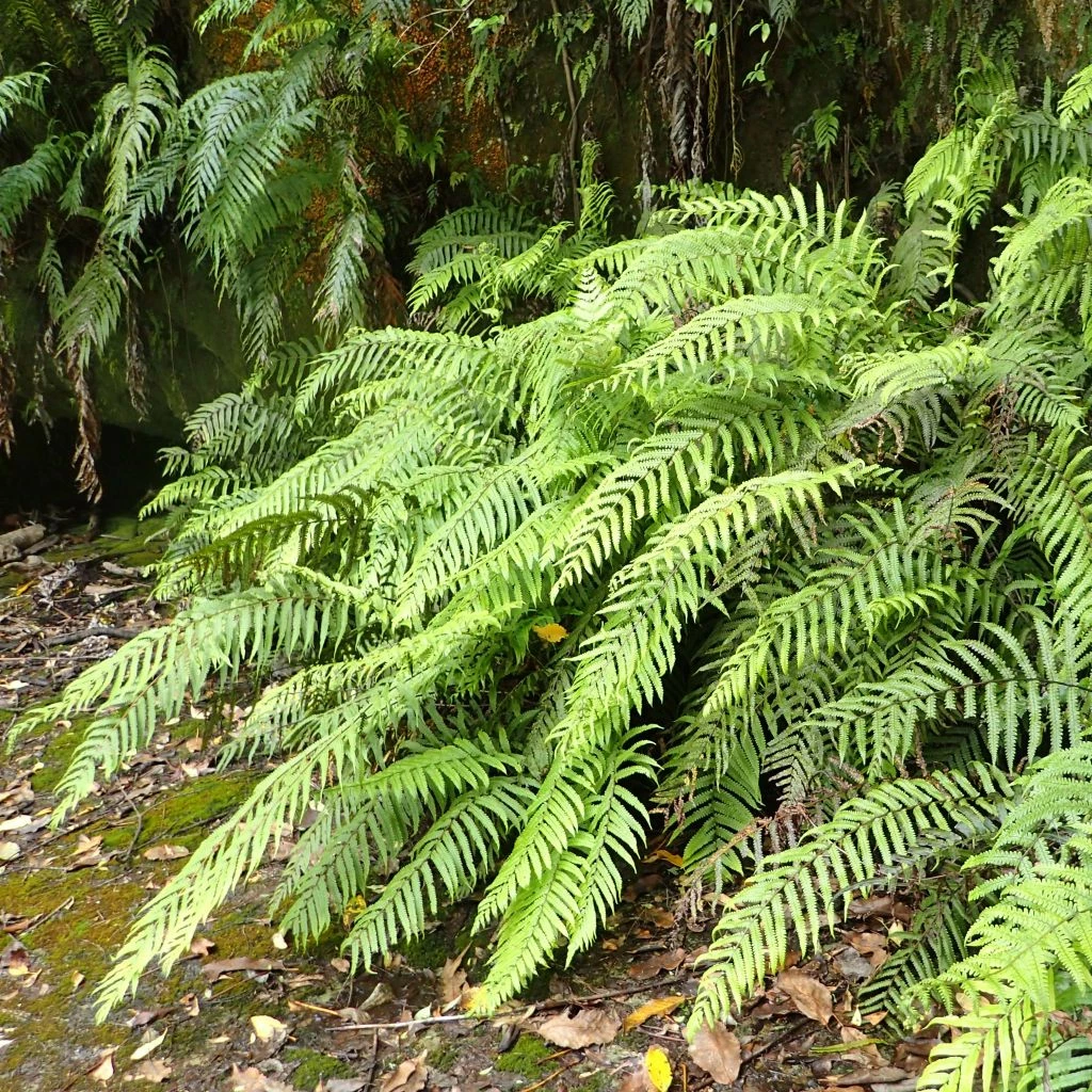 Blechnum Novae-zelandiae