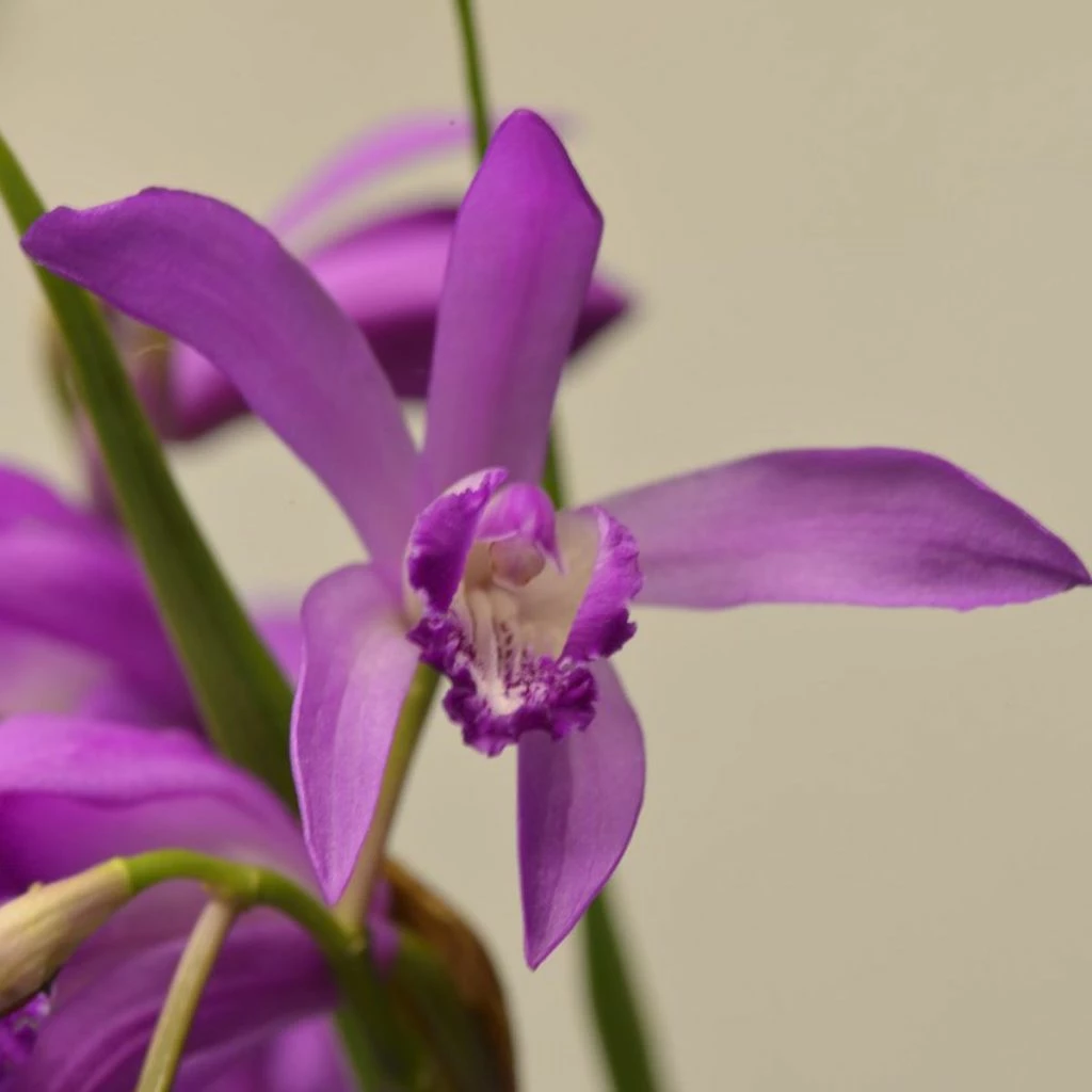 Bletilla Striata Soryu Blue Dragon - Orchidée Jacinthe Bleue