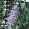 Buddleia Lochinch - Arbre Aux Papillons