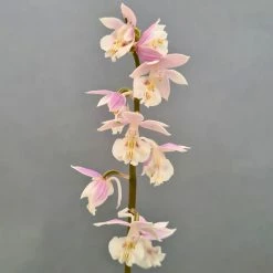 Calanthe Pink & Cream - Orchidée Vivace