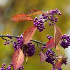Callicarpa Bodinieri Magical Purple Giant