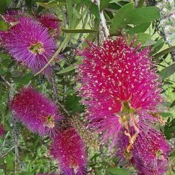 Callistemon Citrinus Burgundy - Rince Bouteille