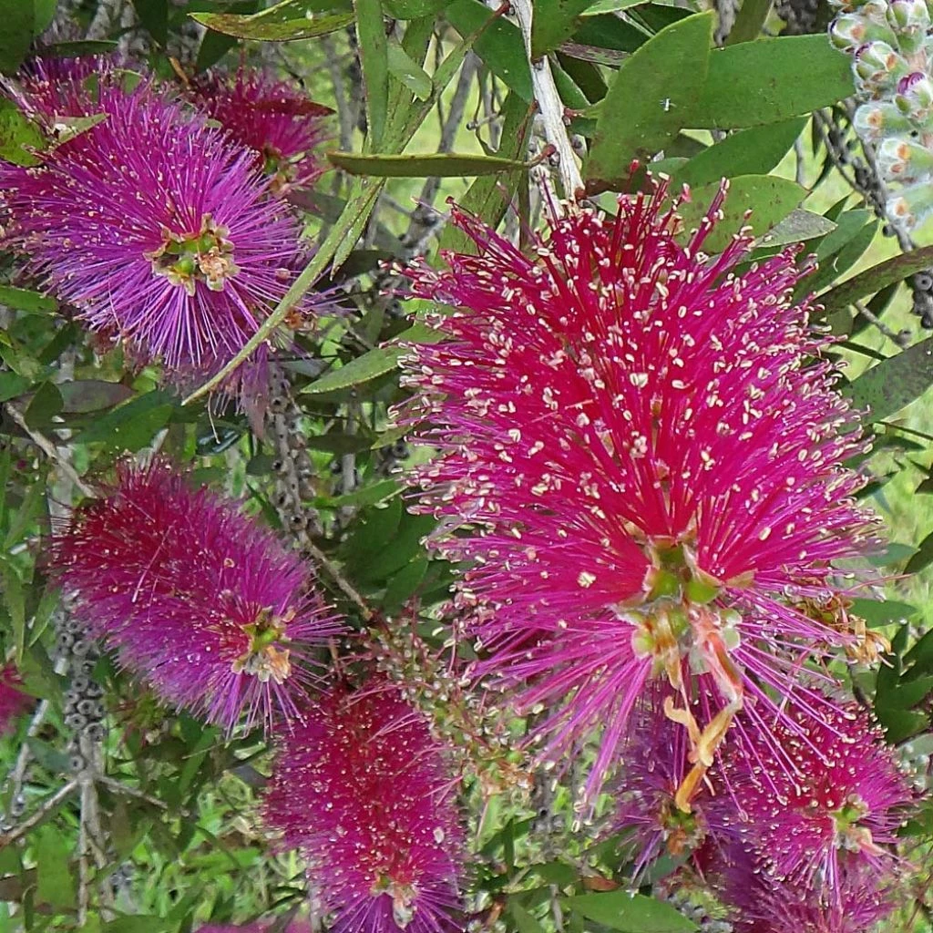 Callistemon Citrinus Burgundy - Rince Bouteille