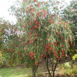 Callistemon Viminalis - Rince-bouteille