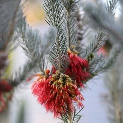 Calothamnus Quadrifidus Grey Form (= Grey Leaf)