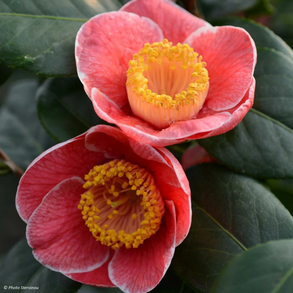 Camelia Sanpei Tsubaki - Camellia Japonica
