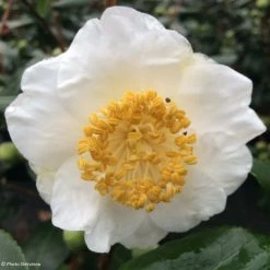Camelia Fuji - Camellia Japonica De Higo