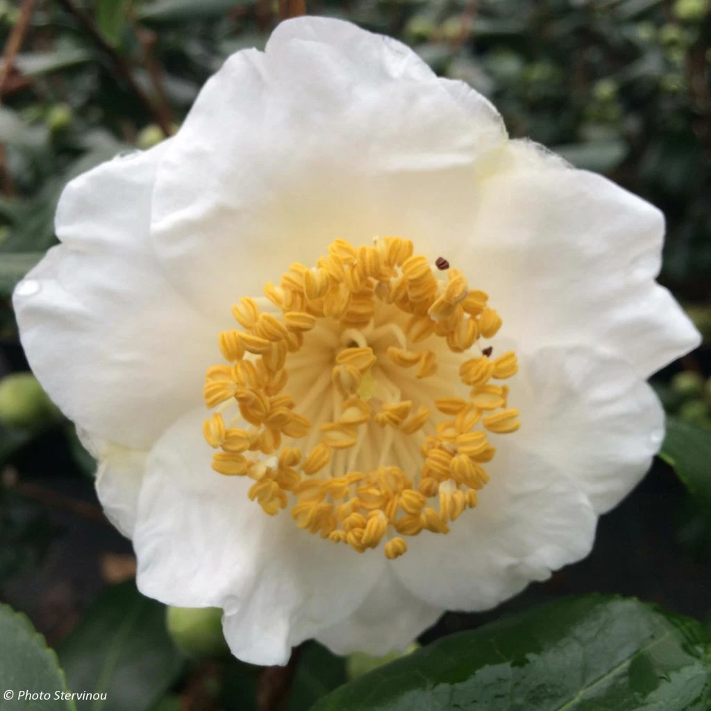 Camelia Fuji - Camellia Japonica De Higo