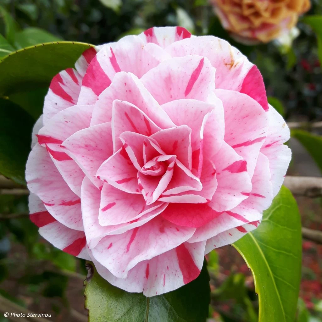 Camélia Lavinia Maggi - Camellia Japonica