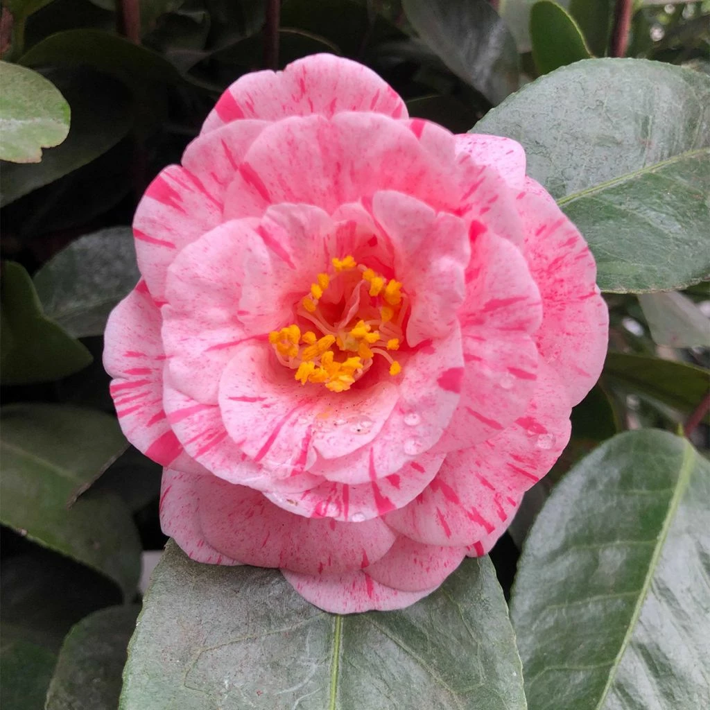 Camélia Traverso - Camellia Japonica