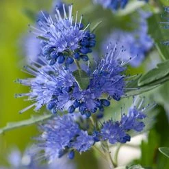 Caryopteris X Clandonensis Blauer Spatz (Oiseau Bleu)