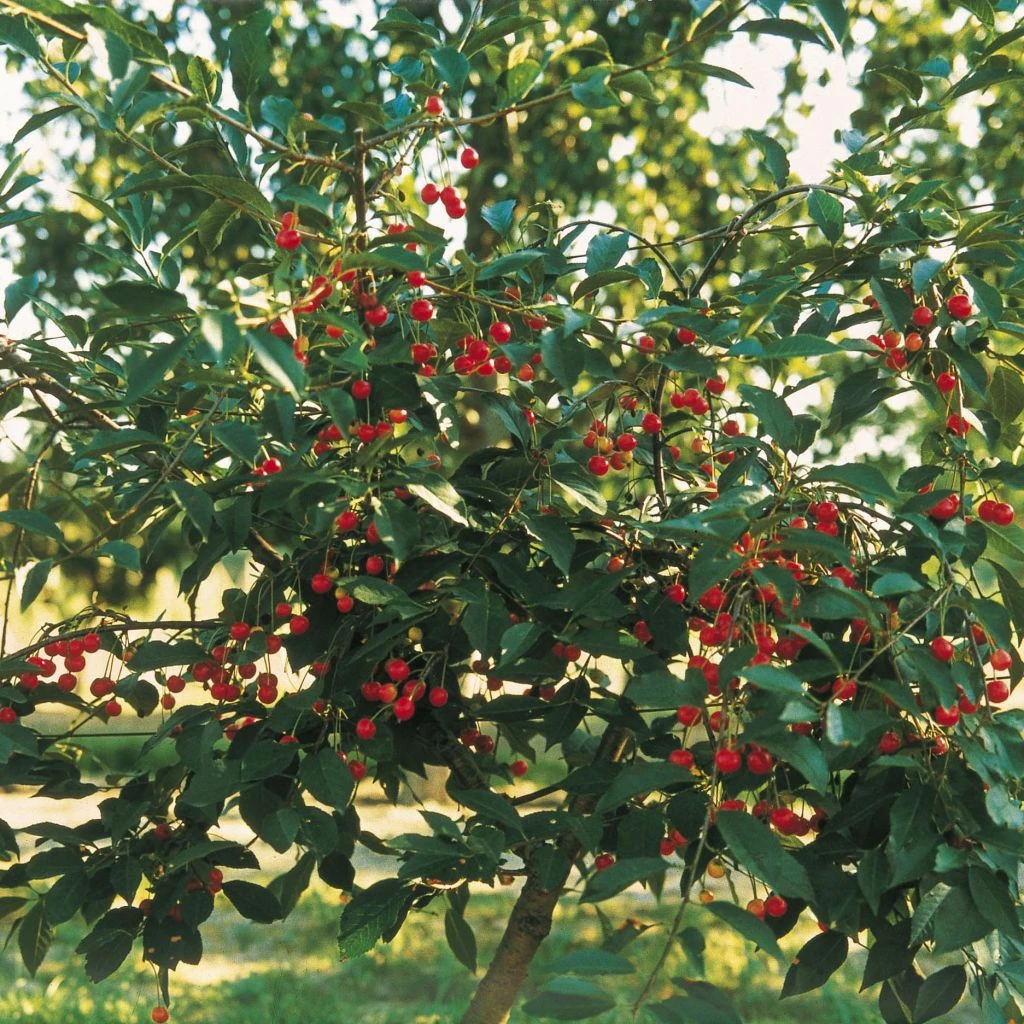 Cerisier Nain Griotella - Georges Delbard