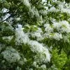 Chionanthus Retusus - Arbre De Neige