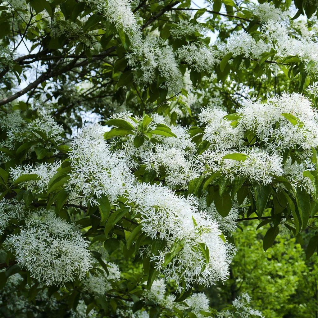 Chionanthus Retusus - Arbre De Neige