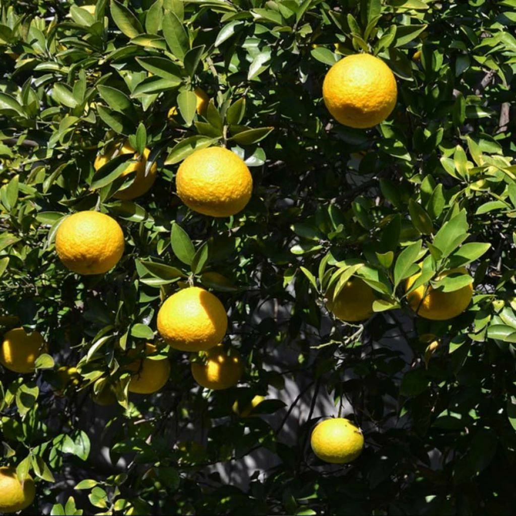 Citrus Ichangensis - Ichang Papeda