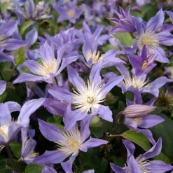 Clématite - Clematis Integrifolia Blue River