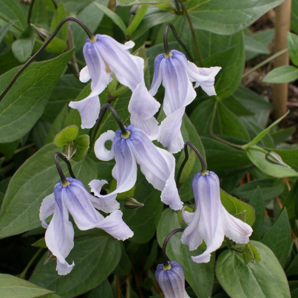 Clematite - Clematis Integrifolia Twinkle