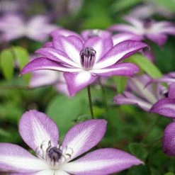 Clématite Lavallée N°1