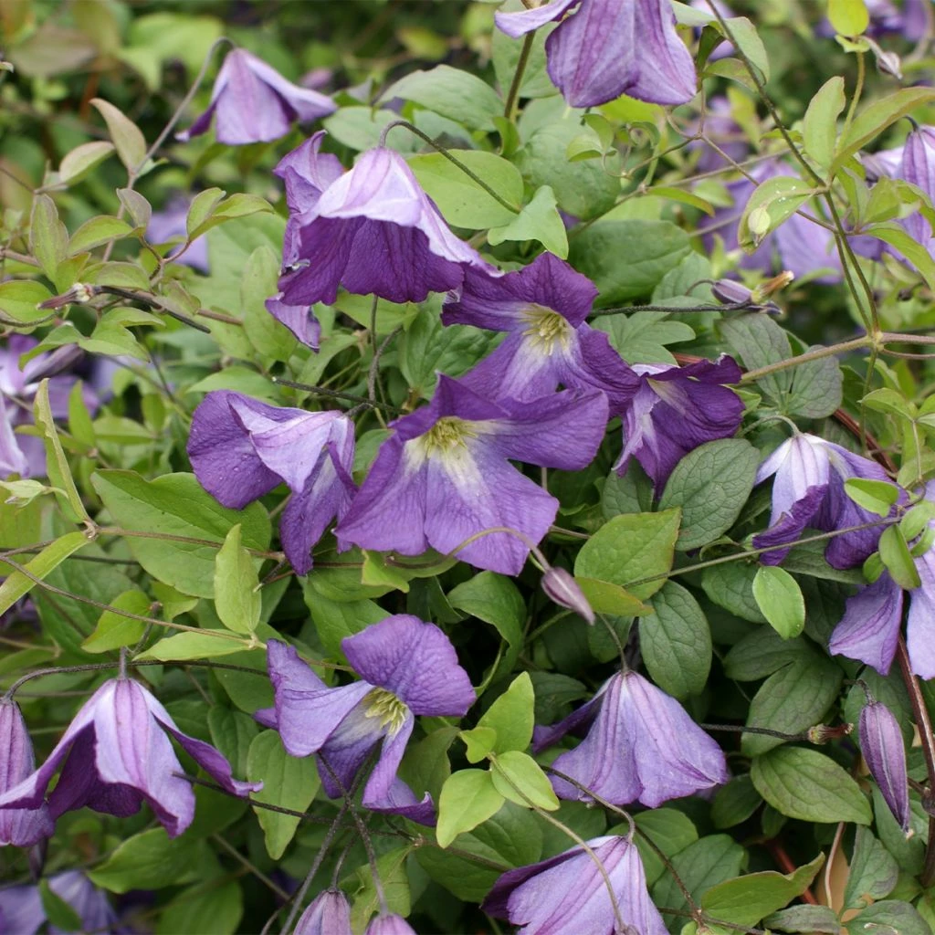 Clématite Italienne - Clematis Viticella Little Bas