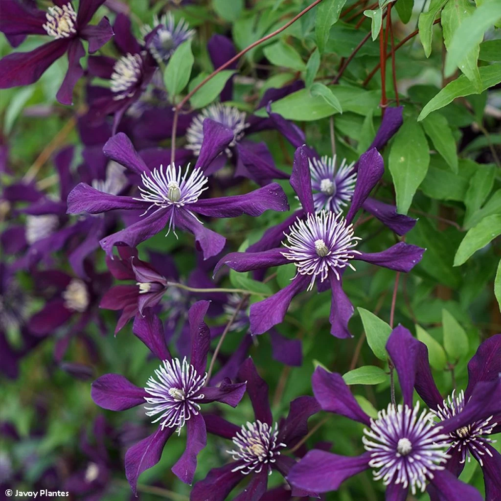 Clématite - Clematis Viticella Panther