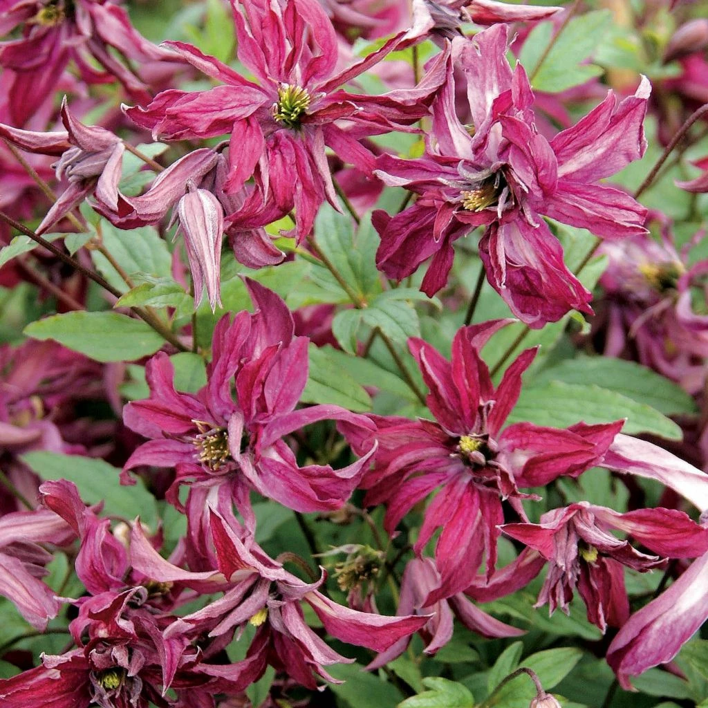 Clématite - Clematis Viticella Rosalyn