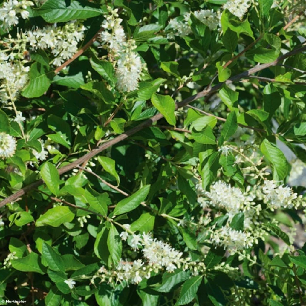 Clethra Alnifolia