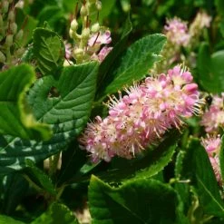 Clethra Alnifolia Ruby Spice