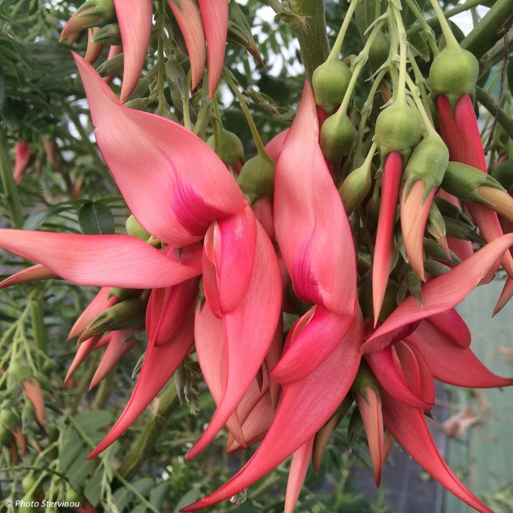 Clianthus Puniceus Flamingo - Pince De Homard