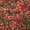 Cognassier Du Japon Eximia - Chaenomeles Speciosa